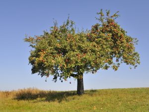 Apfelbaum