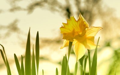 Vollmond am 6. April 2023