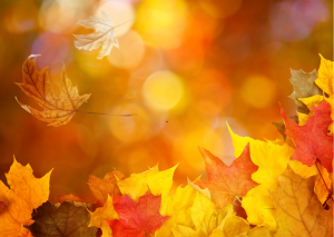 Herbst Beratung