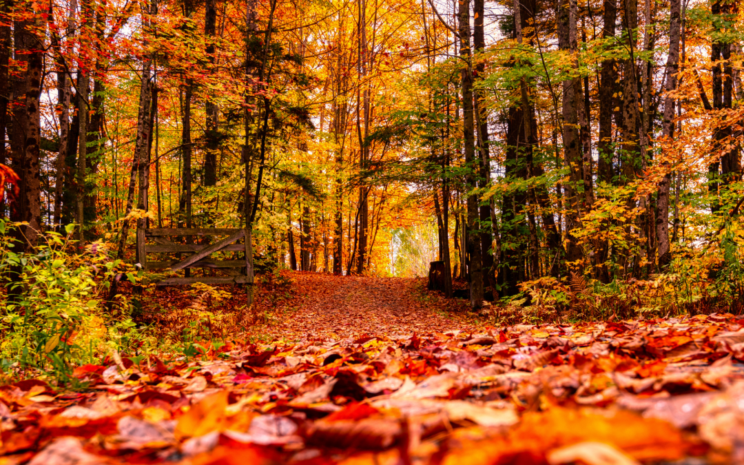 Herbst 2025