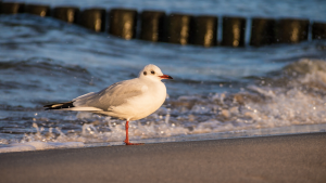 Ilona Krämer | Mentoring