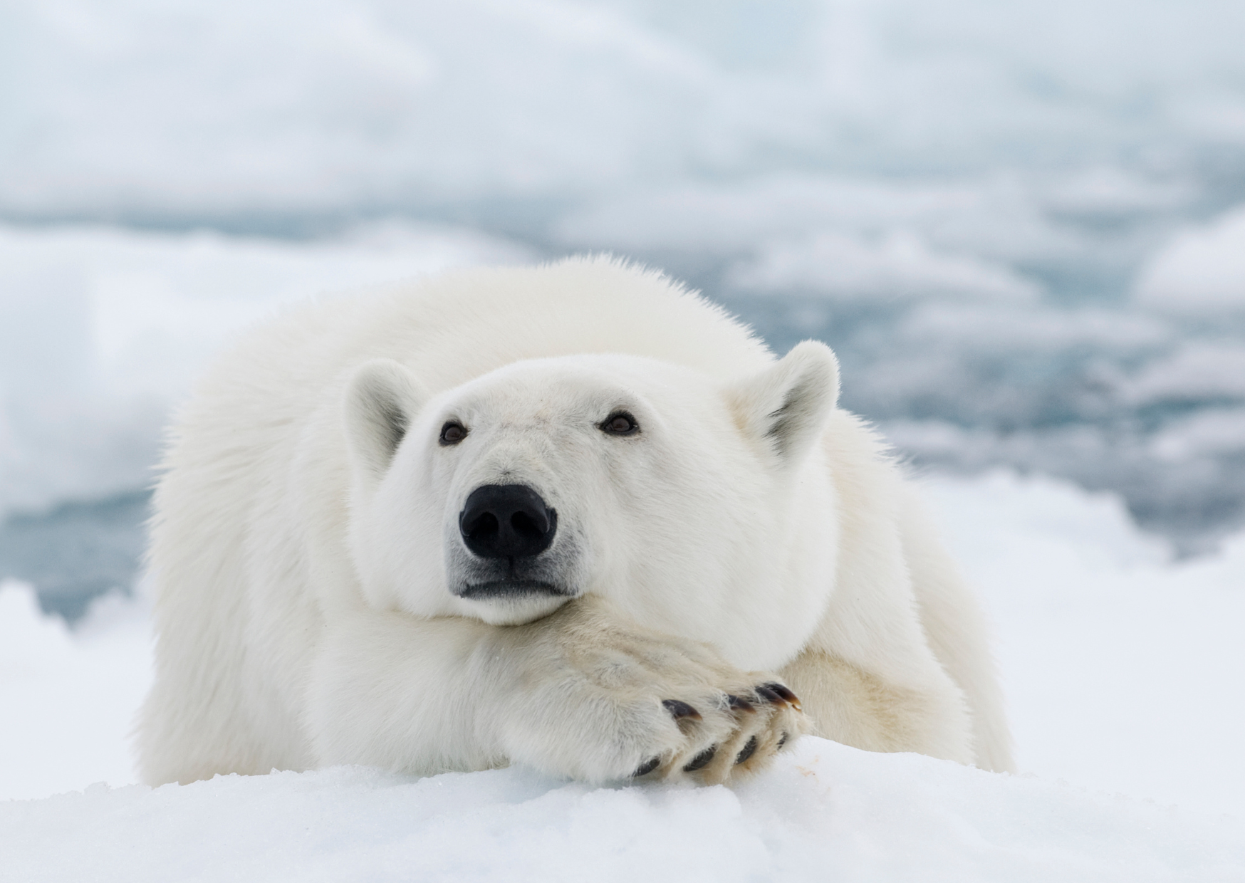 Wassermann Eisbär auf Scholle