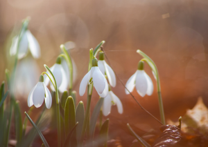 Schneeglöckchen