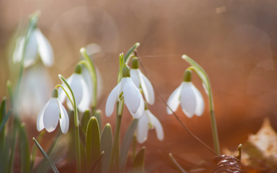 Sonne in den Fischen
