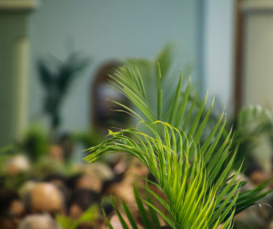 Palmsonntag