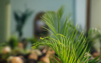 Palmsonntag
