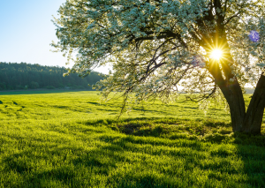 Sonne im Stier