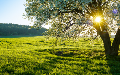 Sonne im Stier