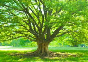 Baum