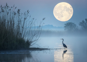 Mondknoten Wassermann Löwe